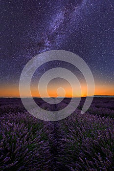 Lavender field at night in Provence, amazing landscape, France