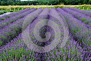 Lavender field, in North Yorkshire, England.