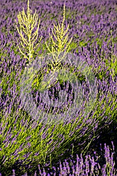 Lavender field nr Sault, the Vaucluse, Provence, France