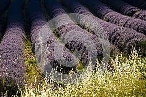 Lavender field nr Sault, the Vaucluse, Provence, France