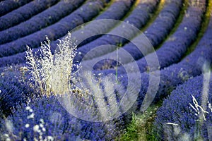 Lavender field nr Sault, the Vaucluse, Provence, France