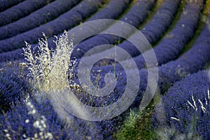 Lavender field nr Sault, the Vaucluse, Provence, France photo