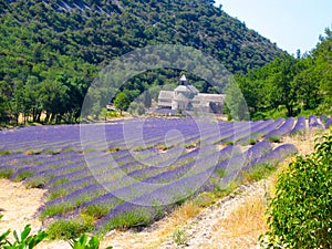 Lavender Field and Old Church