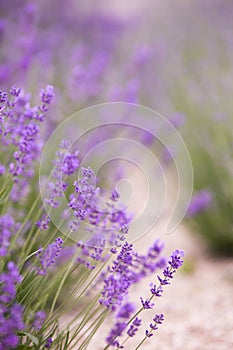 Lavender field over sunser sky. Beautiful image of lavender field closeup. Lavender flower field, image for natural