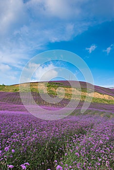 Lavender Field Park