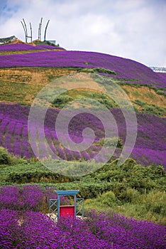 Lavender Field Park