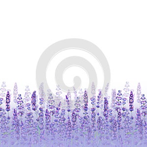 Lavender field pattern on white background. Watercolour hand drawn flowers, leaves, plants