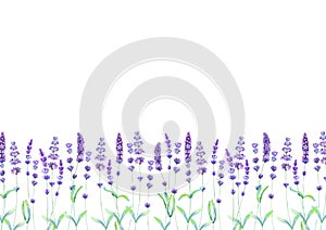 Lavender field pattern on white background. Watercolour hand drawn flowers, leaves, plants