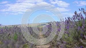 Lavender field photomurals in Ukraine photomurals summer in the afternoon Beautiful purple