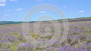 Lavender field photomurals in Ukraine photomurals summer in the afternoon Beautiful purple