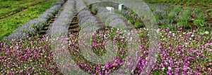 Lavender field with pink dried flowers in front