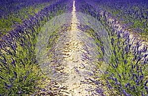 lavender field, Plateau de Valensole, Provence, France