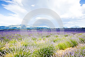 lavender field, Plateau de Valensole, Provence, France