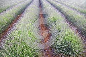 Lavender field in Plateau de Valensole, Provence, France