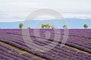Lavender field on the plateau of Valensole, in Provence