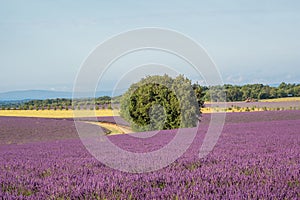 Lavender field on the plateau of Valensole, in Provence