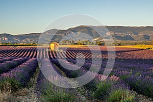 Lavender field on the plateau of Valensole, in Provence