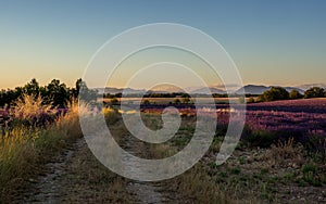 Lavender field on the plateau of Valensole, in Provence