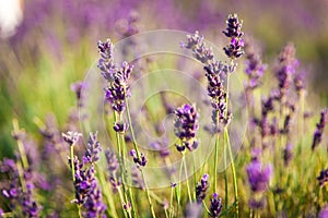 Lavender field in Poland