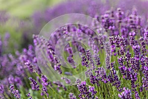 Lavender field in Poland