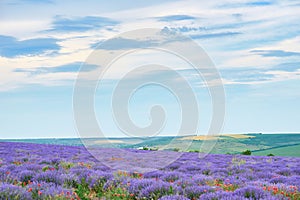 Lavender field with poppy flowers, beautiful summer landscape