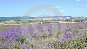 Lavender field postcard in Crimea photomurals summer Beautiful purple