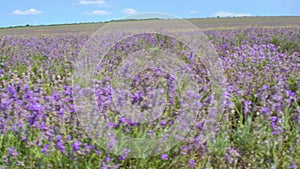 Lavender field postcard in Spain photomurals summer at sunrise Beautiful purple