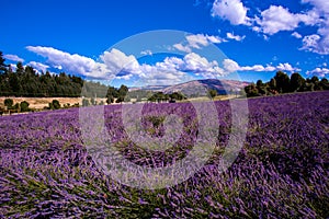 Lavender field, Provance