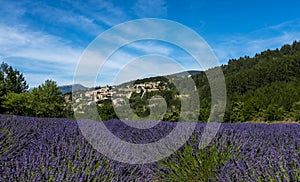 A Lavender field with the provencal village of Aurel in the background. photo