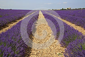 Lavender field in Provence