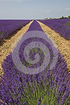 Lavender field in Provence