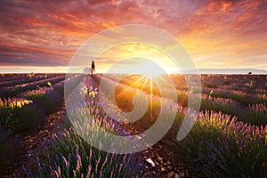 Lavender field in Provence