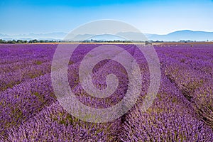 Lavender field in Provence, beautiful landscape in early summer. Morning sunlight, haze peaceful travel landscape