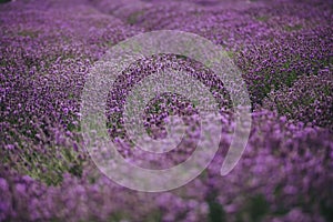 Lavender field in Provence, Blooming Violet fragrant lavender flowers. Growing Lavender swaying on wind over sunset sky