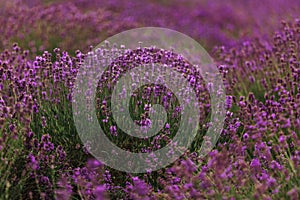 Lavender field in Provence, Blooming Violet fragrant lavender flowers. Growing Lavender swaying on wind over sunset sky