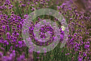 Lavender field in Provence, Blooming Violet fragrant lavender flowers. Growing Lavender swaying on wind over sunset sky