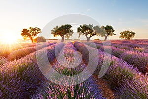 Lavender field in Provence, France