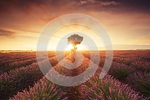 Lavender field in Provence France