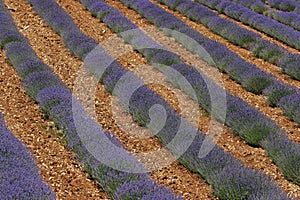 Lavender field, Provence, France