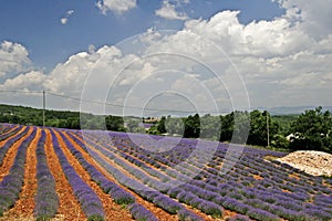 Lavender field, Provence, France