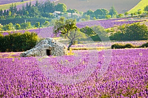 Lavender field in Provence, France