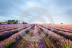 Lavender field in Provence, France