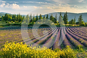 Lavender field, Provence, France photo