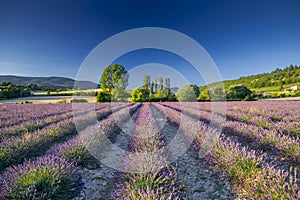Lavender field in Provence, France photo