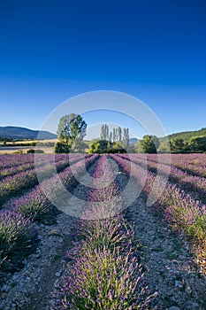 Lavender field in Provence, France