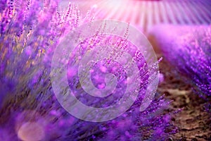 Lavender field in Provence, France. Blooming lavender