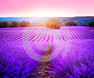 Lavender field in Provence, France. Blooming lavender