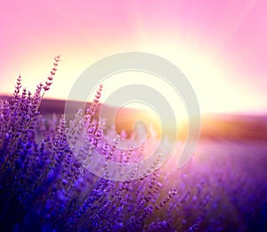 Lavender field in Provence, France. Blooming lavender