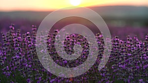 Lavender field in Provence, France. Blooming purple fragrant lavender flowers. Growing lavender sways in the wind over