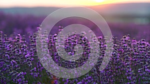 Lavender field in Provence, France. Blooming purple fragrant lavender flowers. Growing lavender sways in the wind over